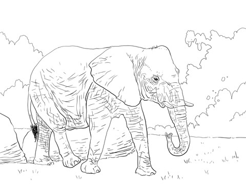 African Bush Elephant Walking Coloring Page